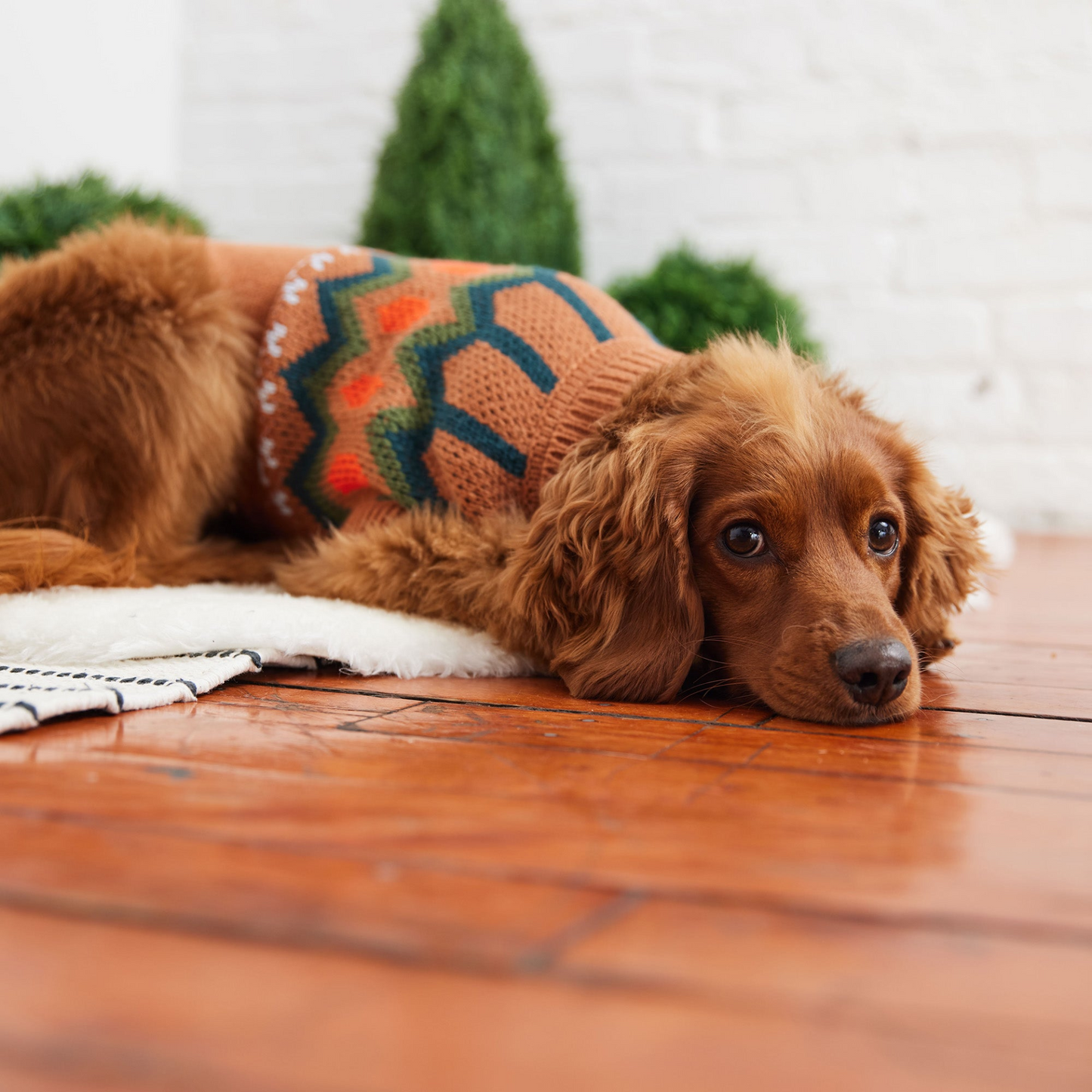 Heritage Pet Sweater (Hazel)