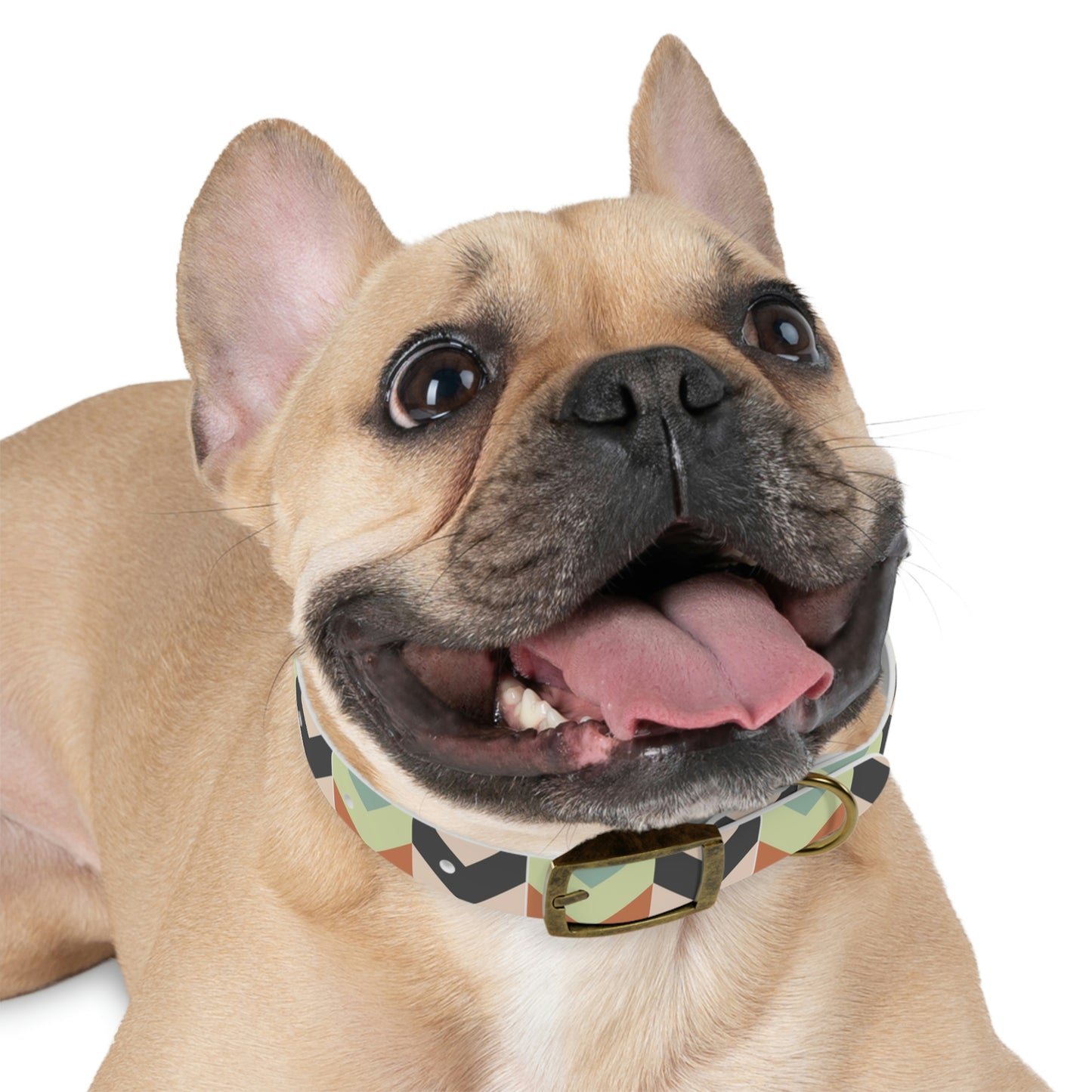 Dog Collar