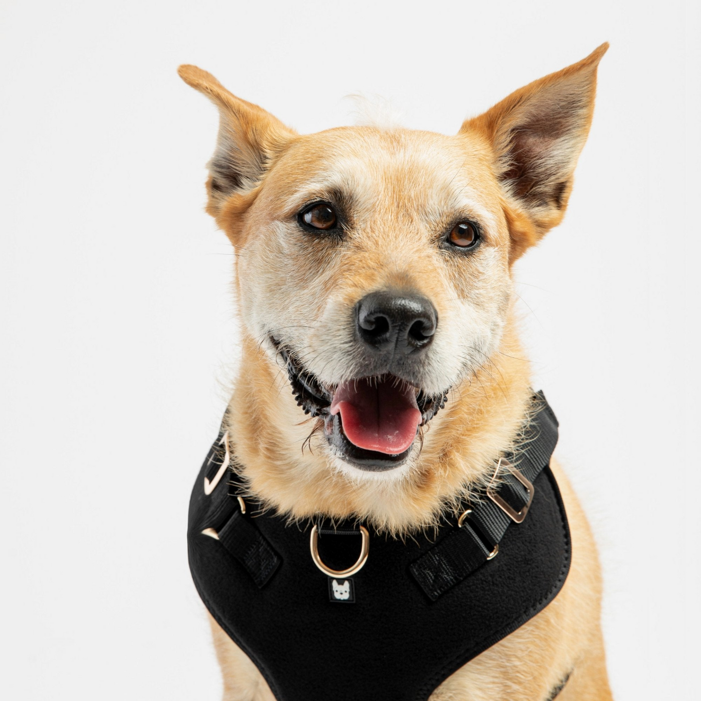 Aquafleece Dog Harness (Black)