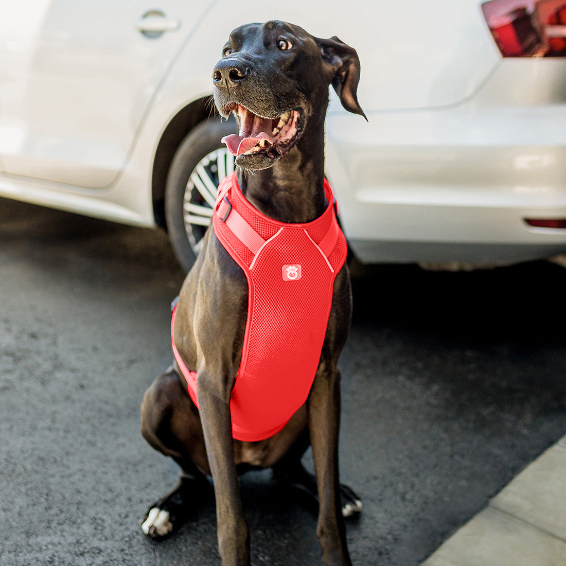 Travel Harness (Red)