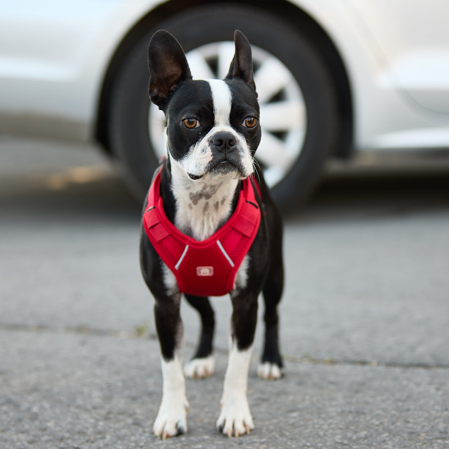 Travel Harness (Red)
