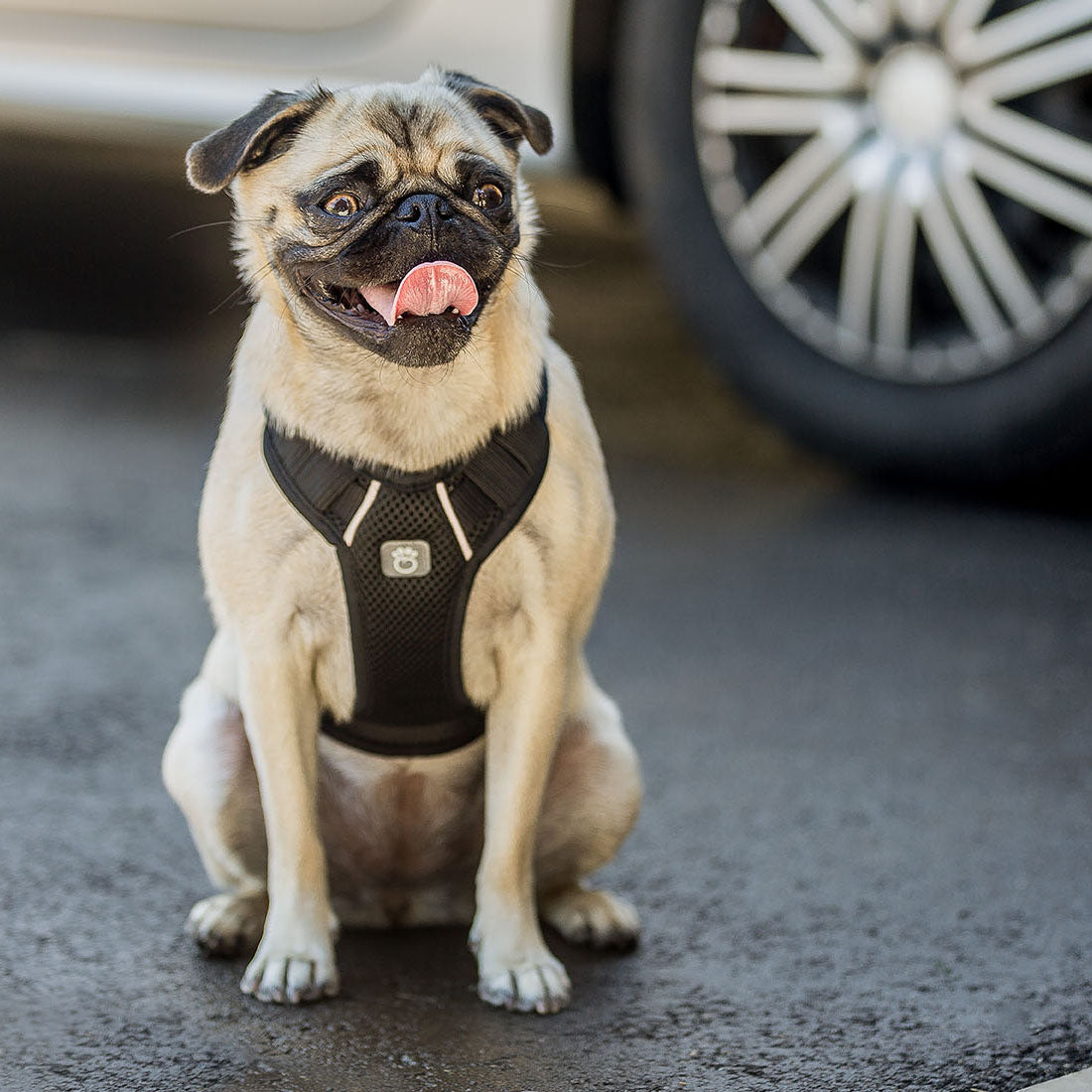 Travel Harness (Black)