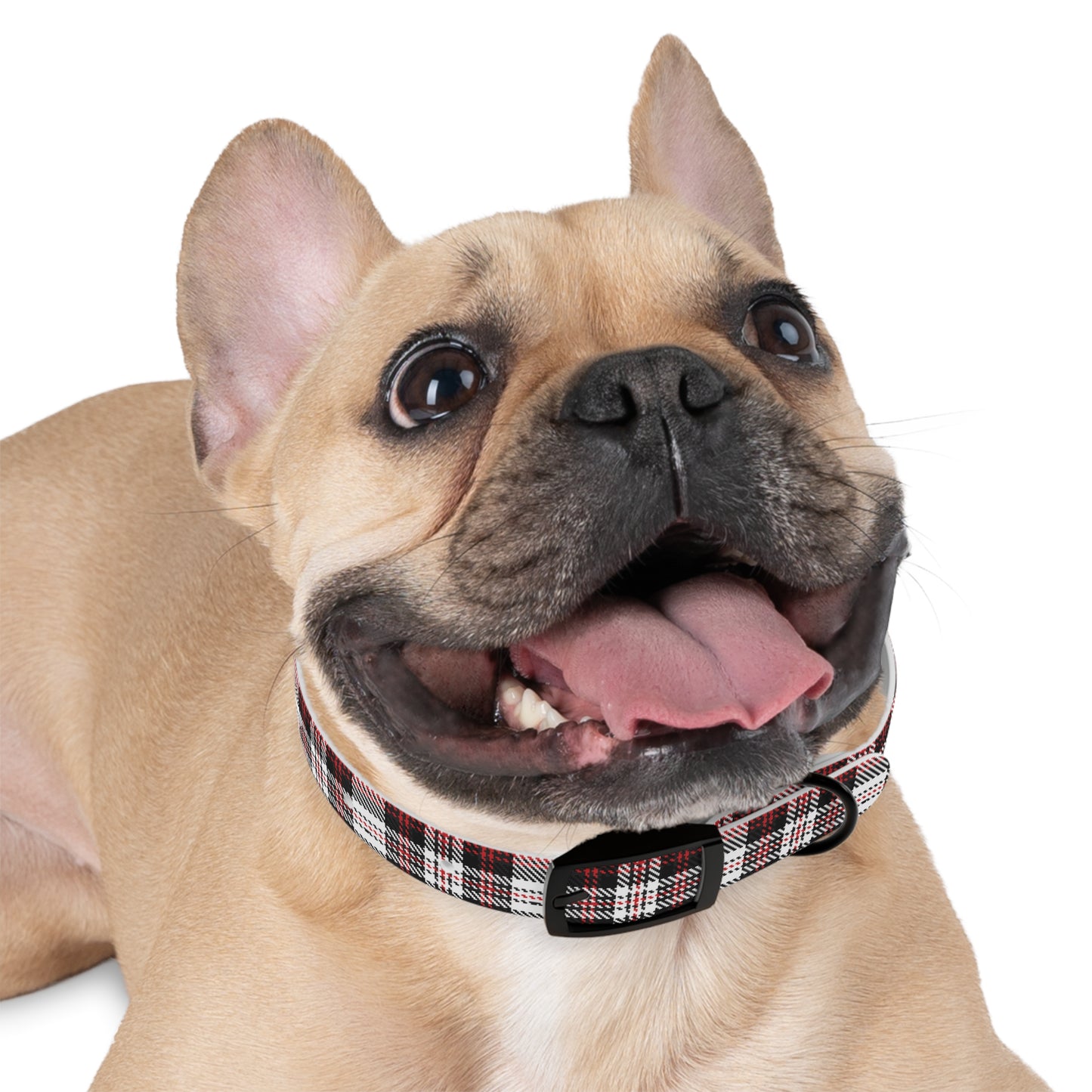 Dog Collar