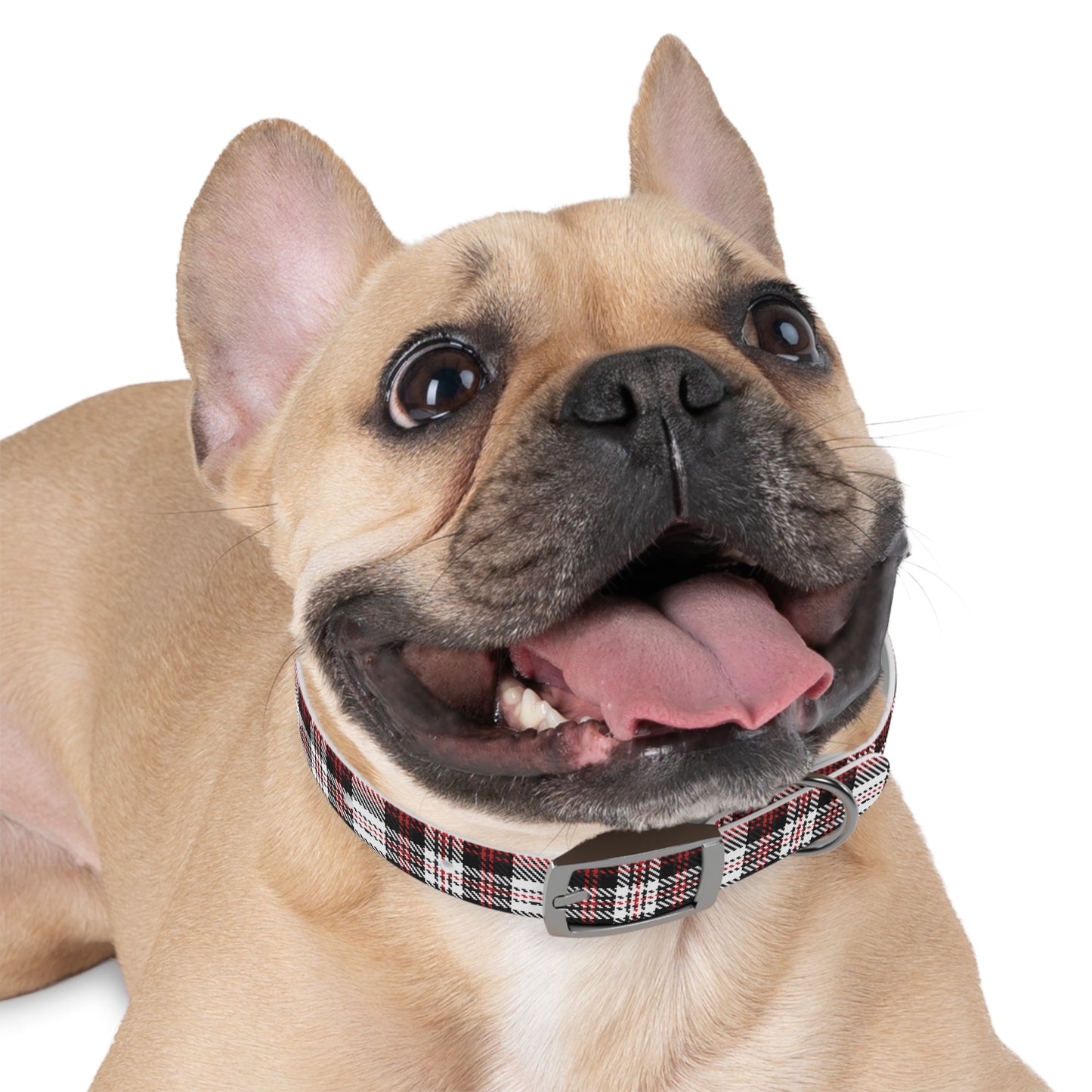 Dog Collar