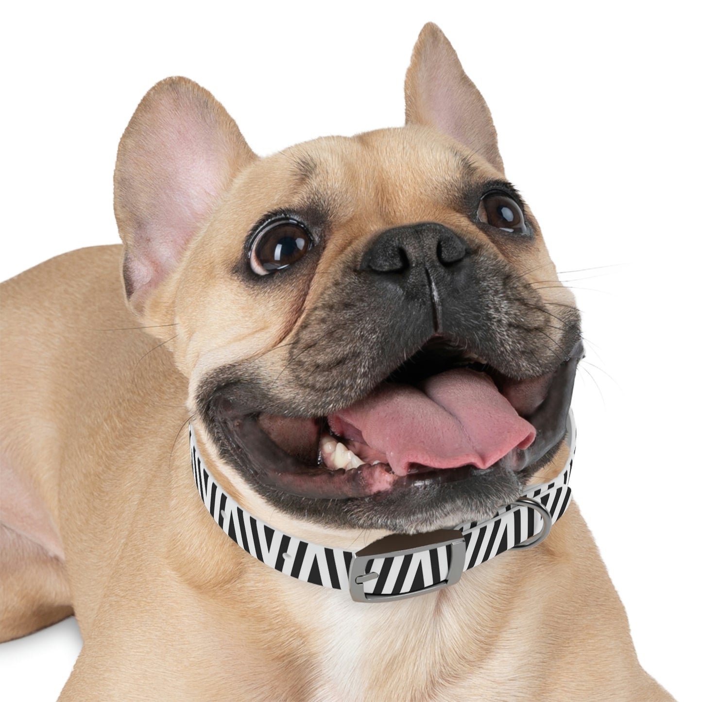 Dog Collar