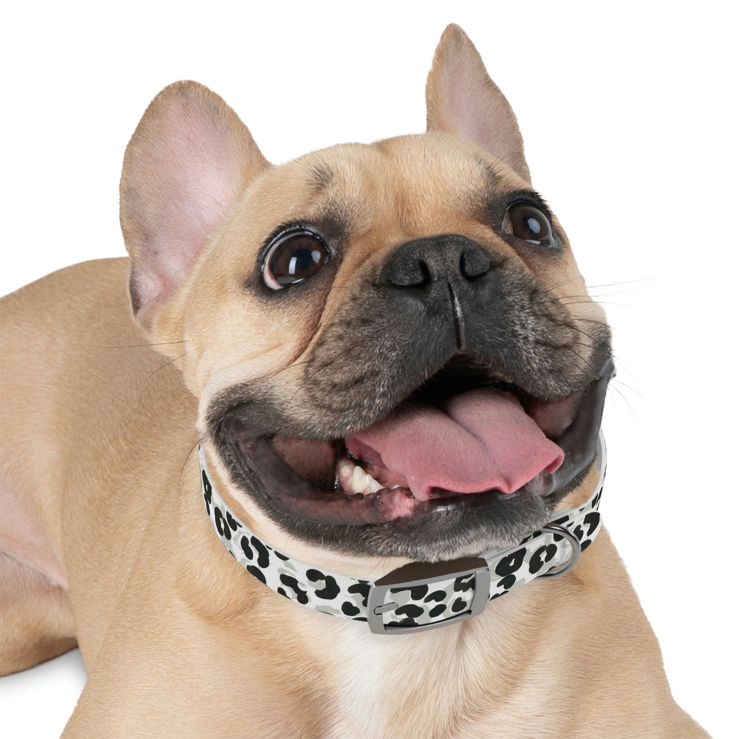 Dog Collar
