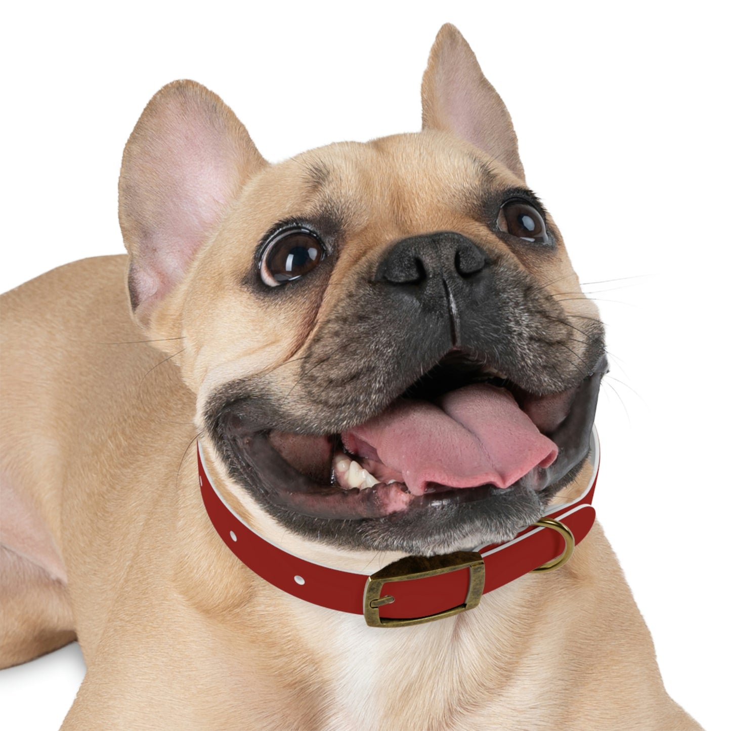 Dog Collar