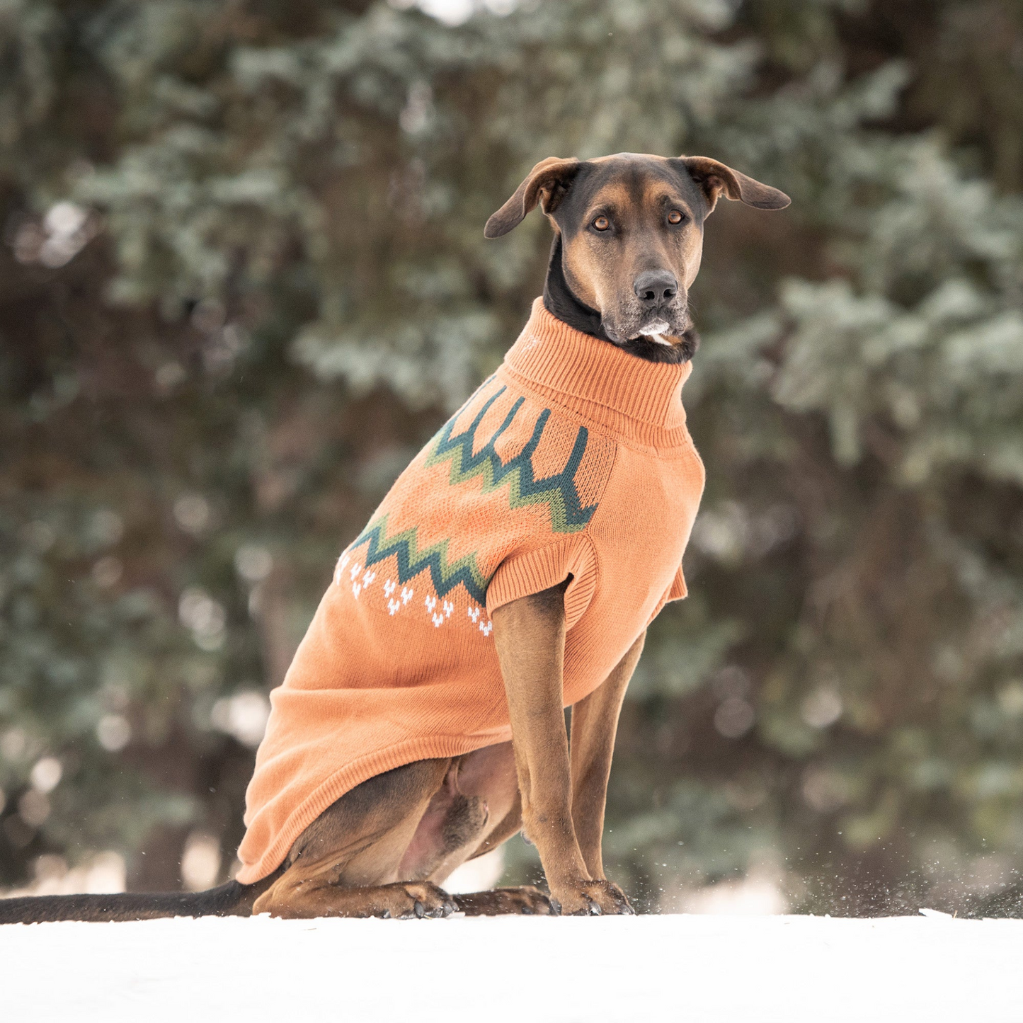 Heritage Pet Sweater (Hazel)