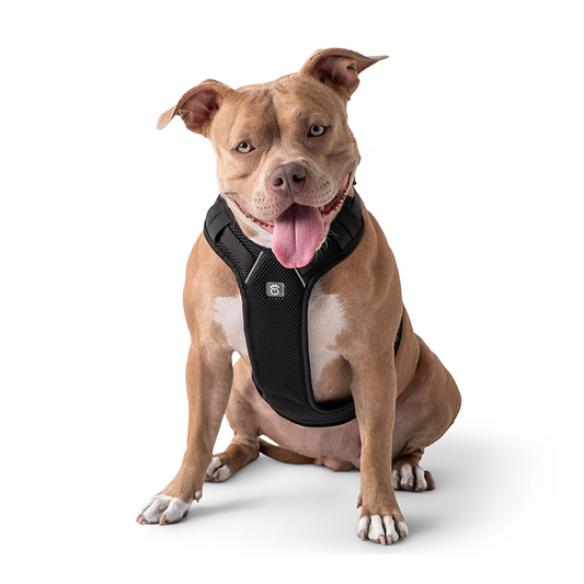 Travel Harness (Black)
