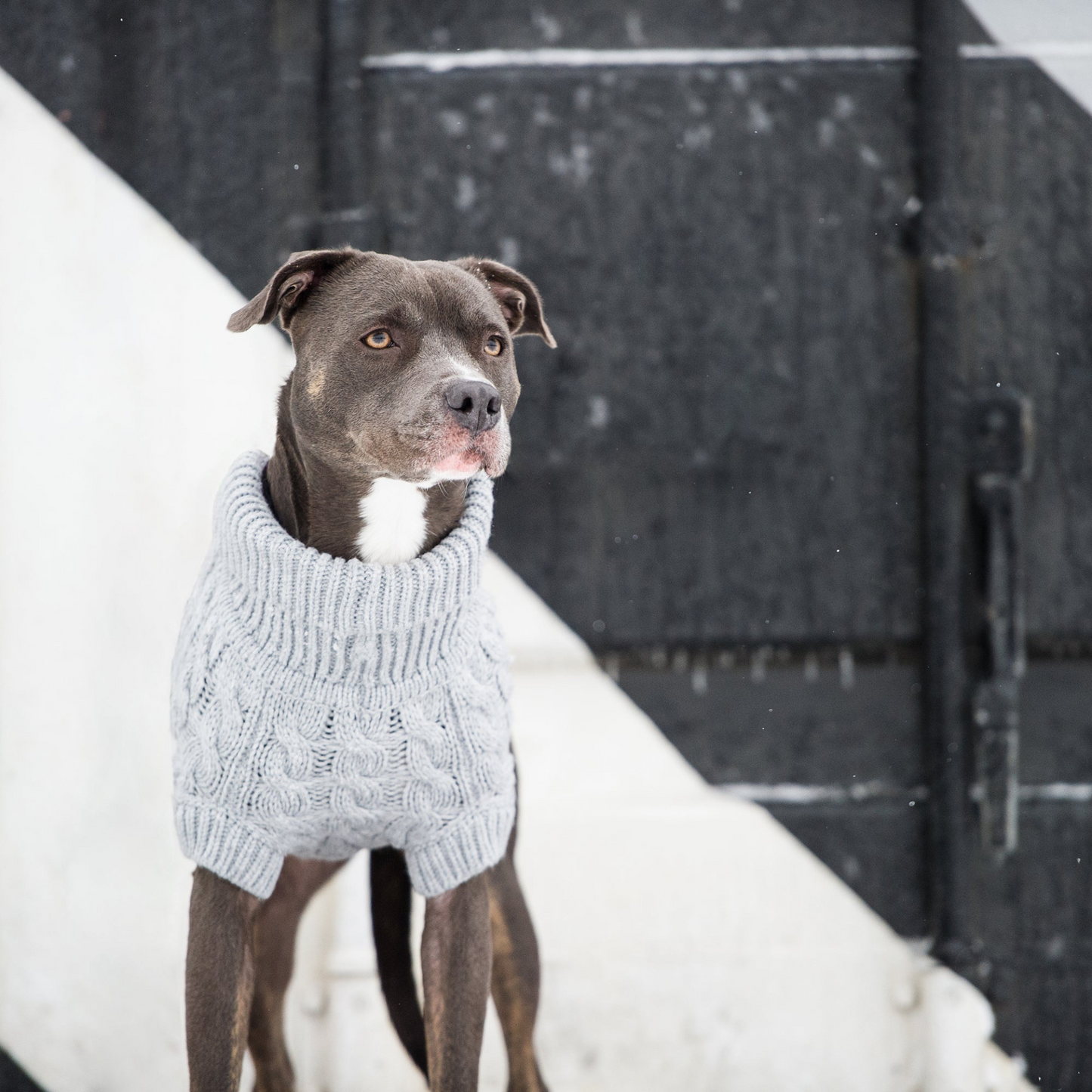 Chalet Dog Sweater (Grey)