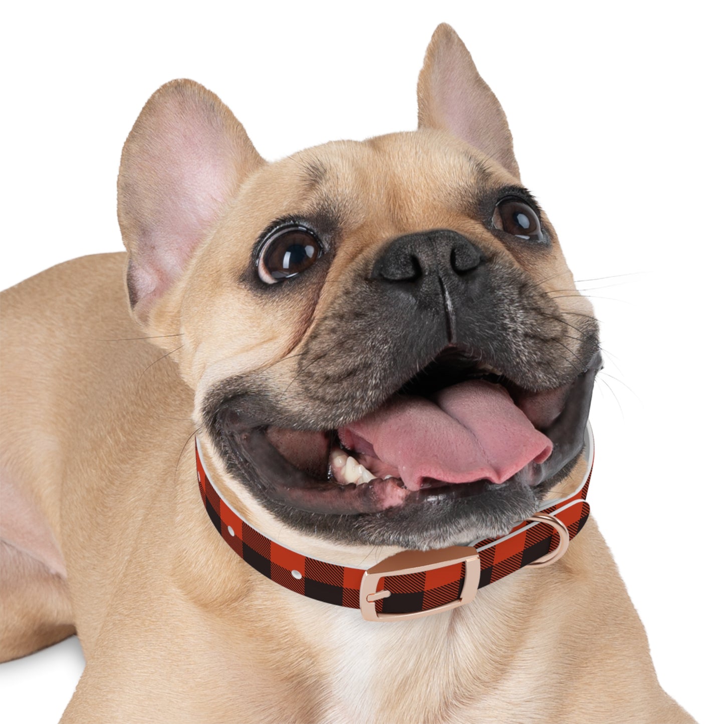 Dog Collar