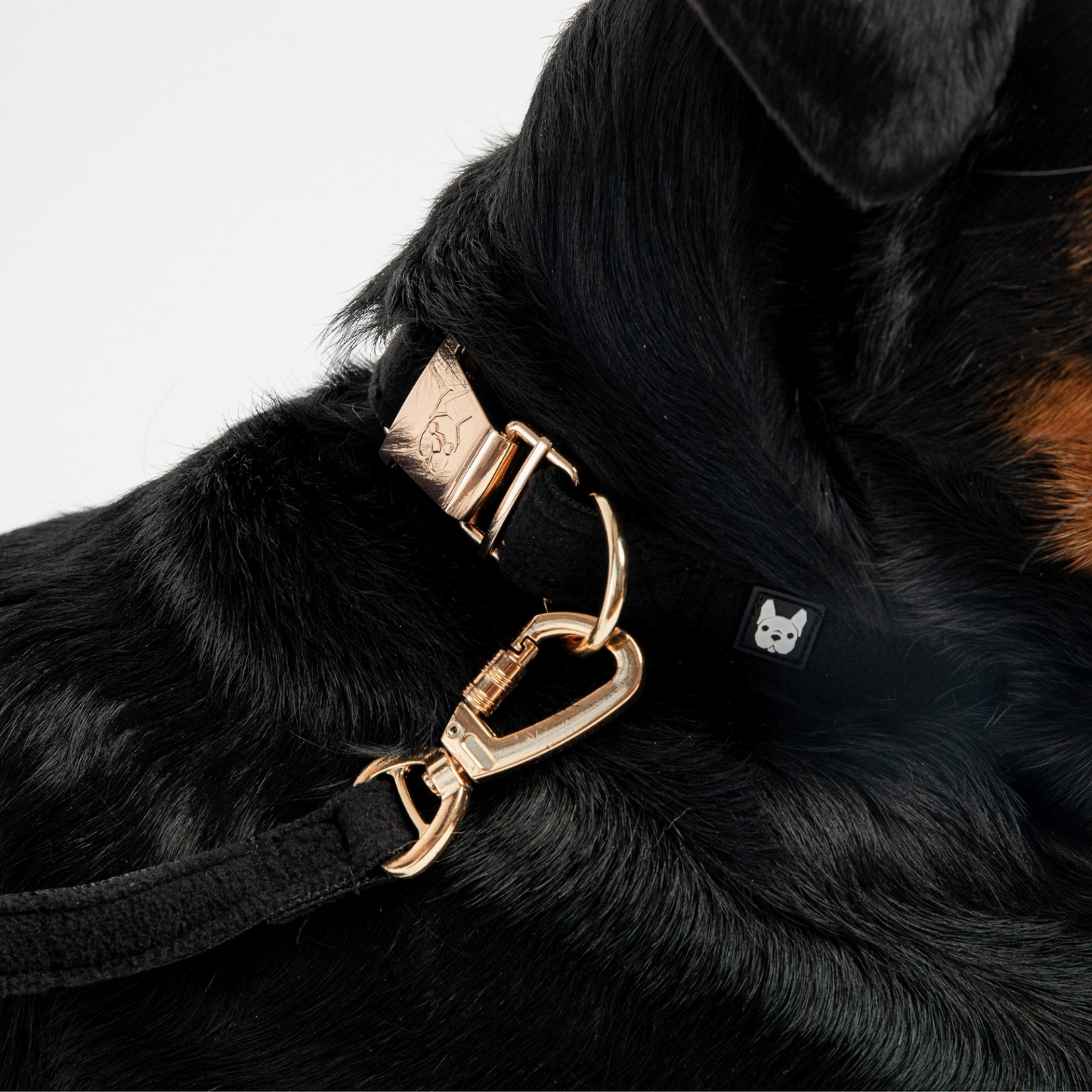 Aquafleece Dog Leash (Black)