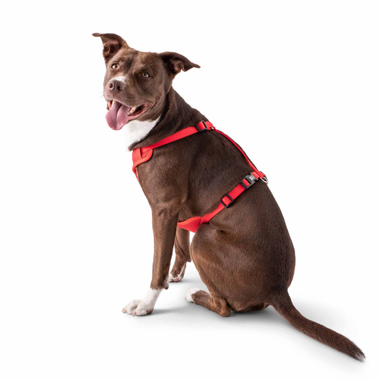 Travel Harness (Red)
